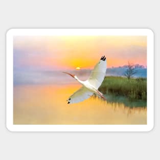 White American Ibis Bird in Flight Sticker